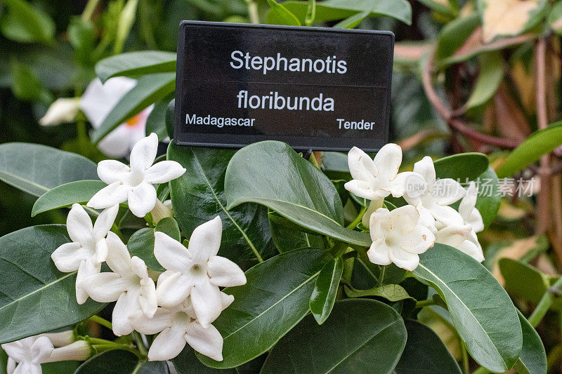 英国伦敦的马达加斯加茉莉(Stephanotis Floribunda)